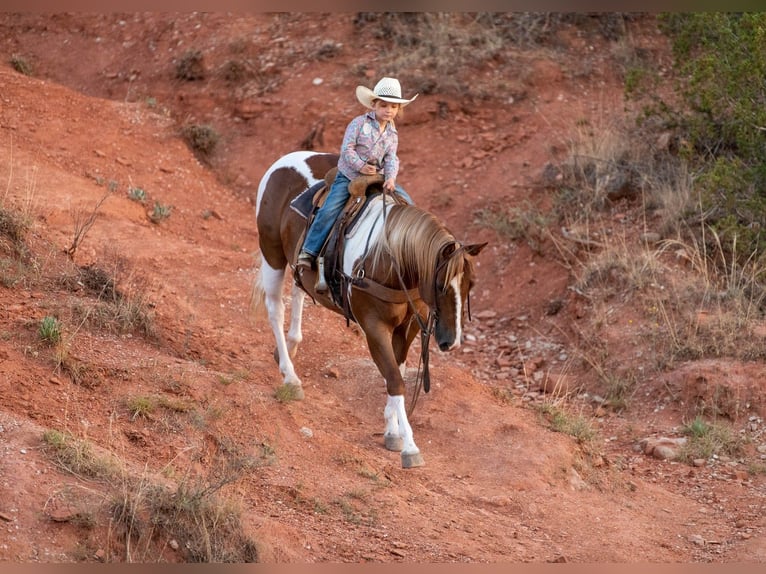 Quarter Pony Gelding 10 years 14 hh Pinto in Canyon