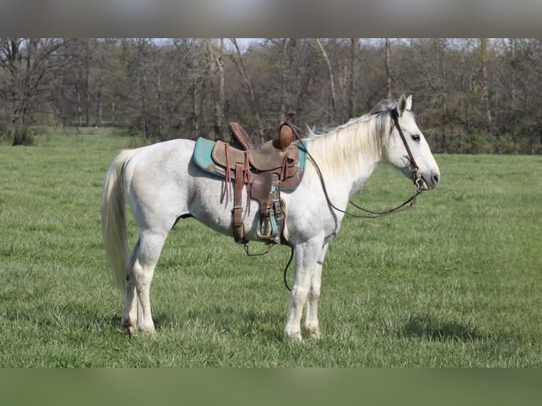 Quarter Pony Gelding 10 years 14 hh Tobiano-all-colors in Charleston
