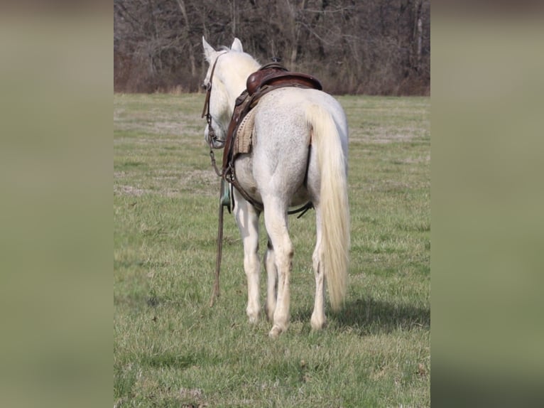 Quarter Pony Gelding 10 years 14 hh Tobiano-all-colors in Charleston