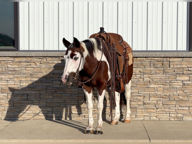 Quarter Pony Gelding 10 years Pinto in Cannon Falls