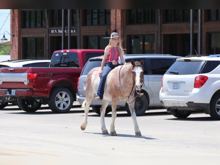 Quarter Pony Gelding 10 years Roan-Red in Joshua, TX