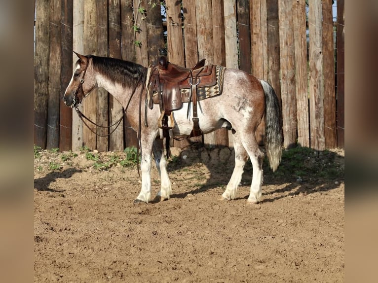 Quarter Pony Gelding 10 years Roan-Red in Joshua, TX
