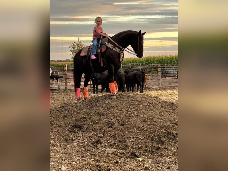 Quarter Pony Gelding 11 years 13,2 hh Black in Valley Springs, SD