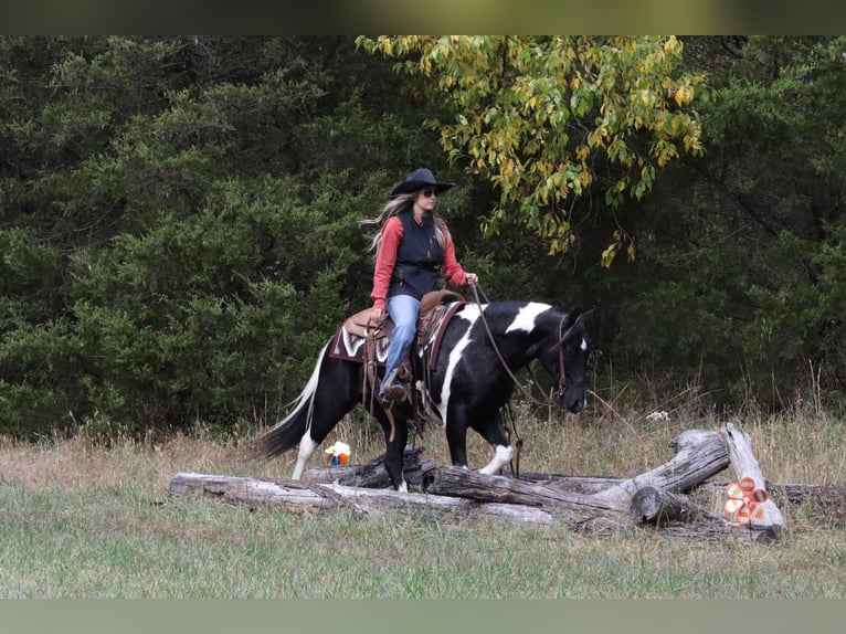 Quarter Pony Mix Gelding 11 years 13,3 hh Pinto in Purdy, MO