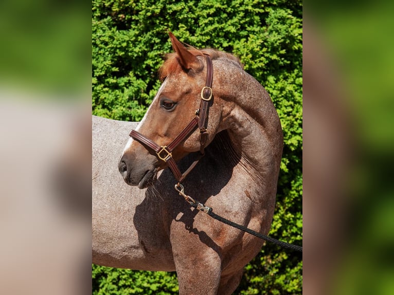 Quarter Pony Gelding 11 years 13.3 hh Roan-Red in Groesbeek