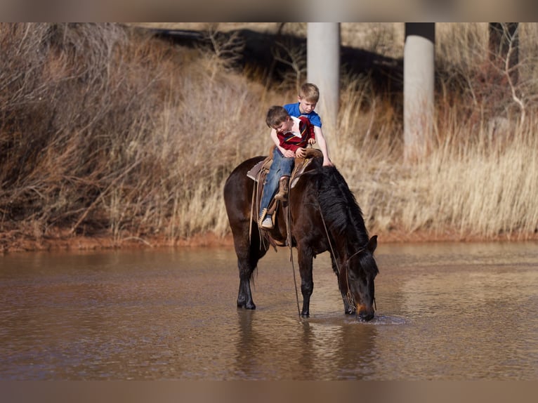 Quarter Pony Gelding 11 years 13 hh Bay in Canyon