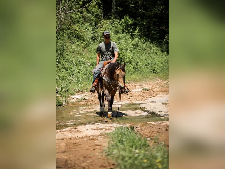 Quarter Pony Gelding 11 years 13,2 hh Buckskin in Santa Fe, TN