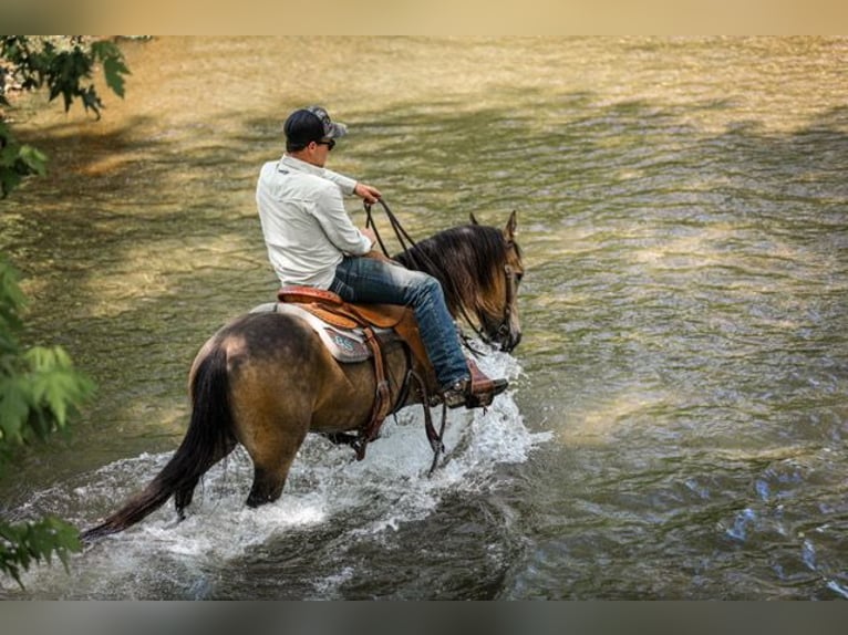 Quarter Pony Gelding 11 years 13,2 hh Buckskin in Santa Fe, TN