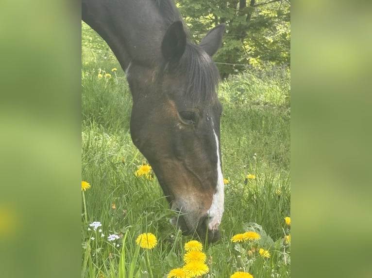 Quarter Pony Mix Gelding 11 years 14.1 hh Pinto in IserlohnIserlohn