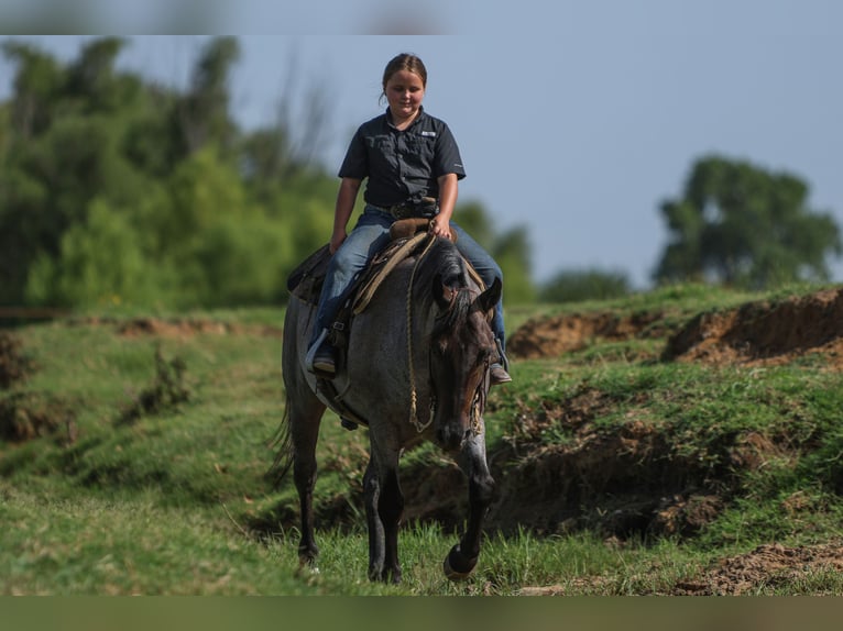 Quarter Pony Gelding 11 years 14 hh Roan-Blue in Joshua