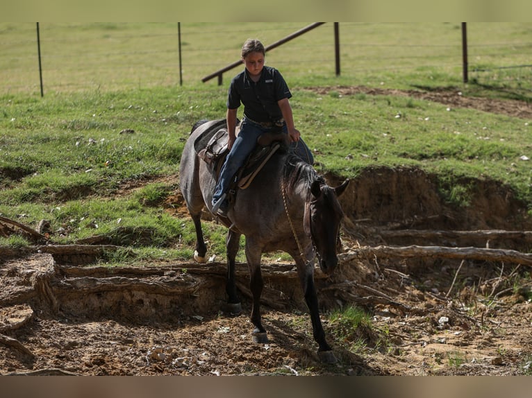 Quarter Pony Gelding 11 years 14 hh Roan-Blue in Joshua