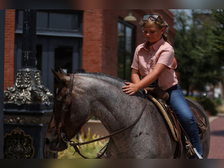 Quarter Pony Gelding 11 years 14 hh Roan-Blue in Joshua