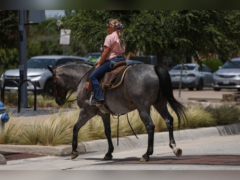 Quarter Pony Gelding 11 years 14 hh Roan-Blue in Joshua