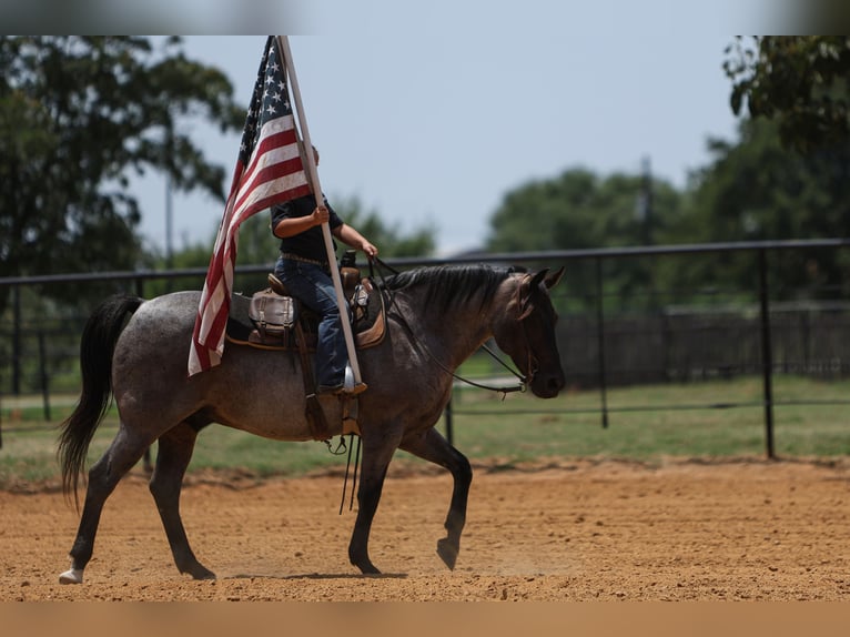 Quarter Pony Gelding 11 years 14 hh Roan-Blue in Joshua