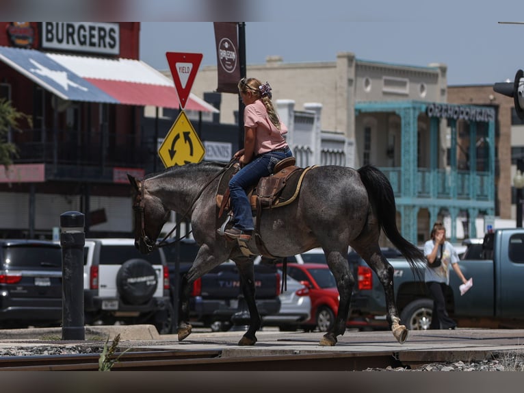 Quarter Pony Gelding 11 years 14 hh Roan-Blue in Joshua