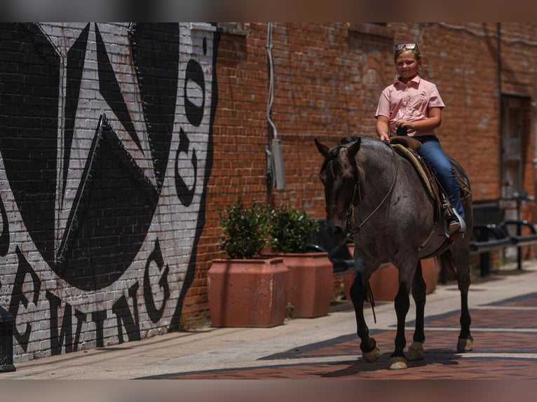 Quarter Pony Gelding 11 years 14 hh Roan-Blue in Joshua