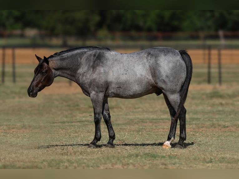 Quarter Pony Gelding 11 years 14 hh Roan-Blue in Joshua