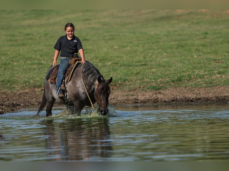 Quarter Pony Gelding 11 years 14 hh Roan-Blue in Joshua