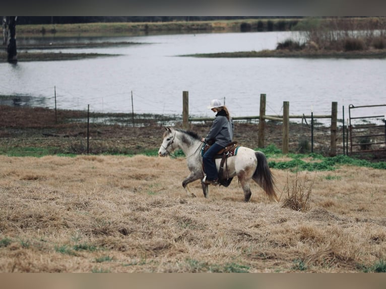 Quarter Pony Gelding 12 years 12 hh in Carthage, TX