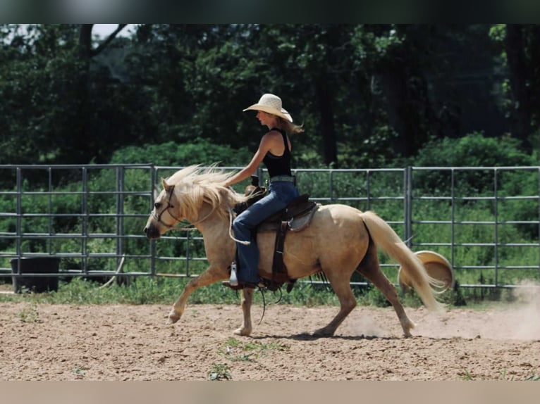 Quarter Pony Gelding 12 years 12,2 hh Palomino in Carthage, TX