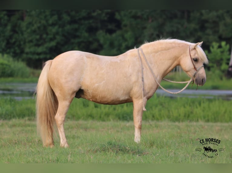 Quarter Pony Gelding 12 years 12,2 hh Palomino in Carthage, TX