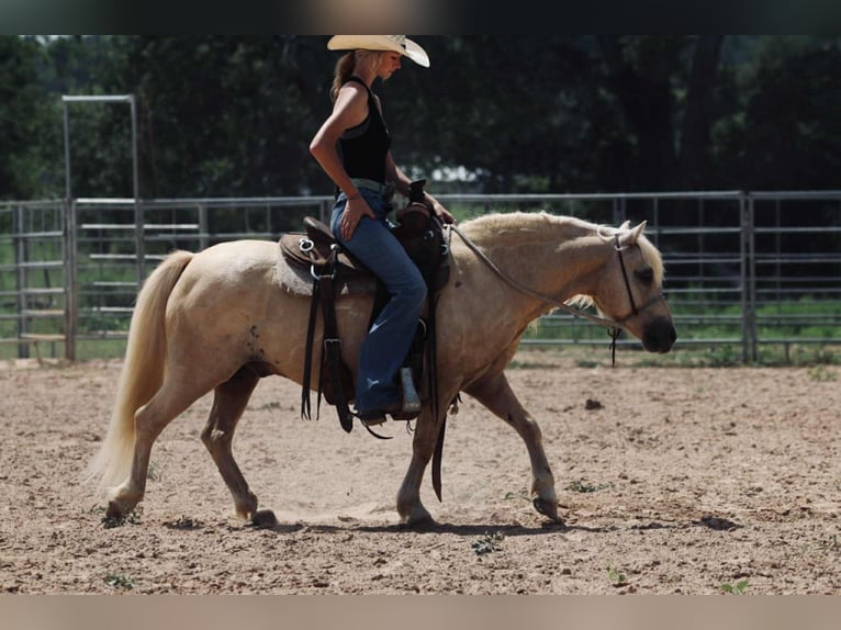 Quarter Pony Gelding 12 years 12,2 hh Palomino in Carthage, TX