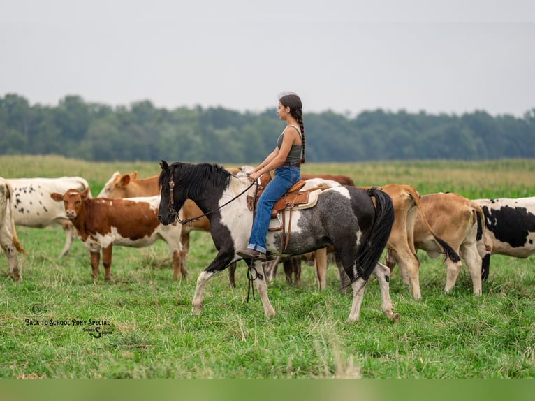 Quarter Pony Mix Gelding 12 years 12,2 hh Pinto in Clover