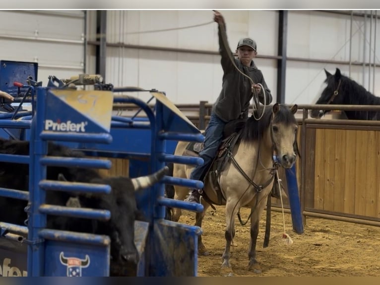 Quarter Pony Gelding 12 years 13.1 hh Buckskin in Wallingford