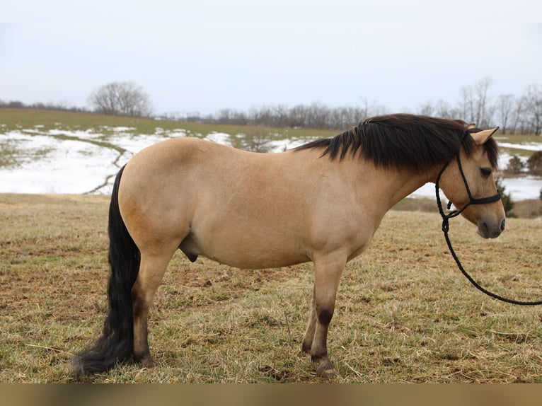 Quarter Pony Gelding 12 years 13.1 hh Buckskin in Wallingford