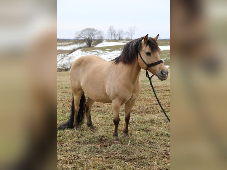 Quarter Pony Gelding 12 years 13.1 hh Buckskin in Wallingford