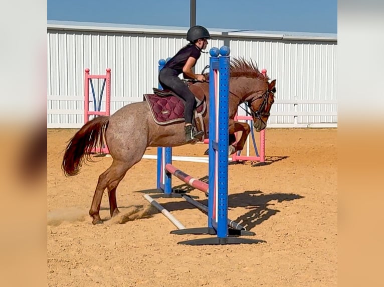 Quarter Pony Gelding 12 years 13,1 hh Roan-Red in Weatherford