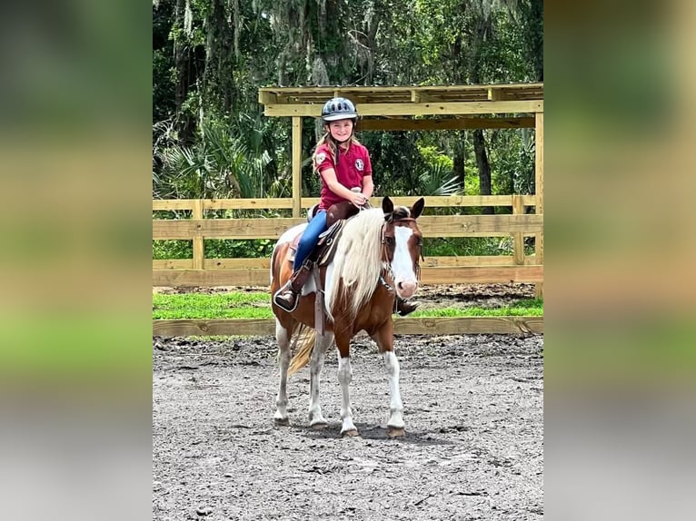 Quarter Pony Gelding 12 years 13 hh in Carthage, TX