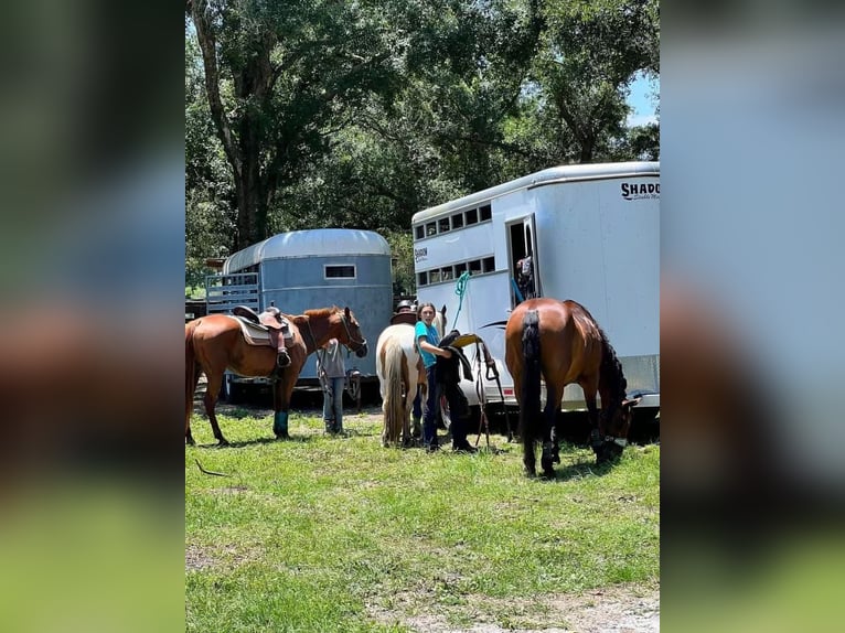 Quarter Pony Gelding 12 years 13 hh in Carthage, TX