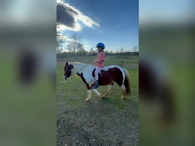 Quarter Pony Gelding 12 years 13 hh in Carthage, TX