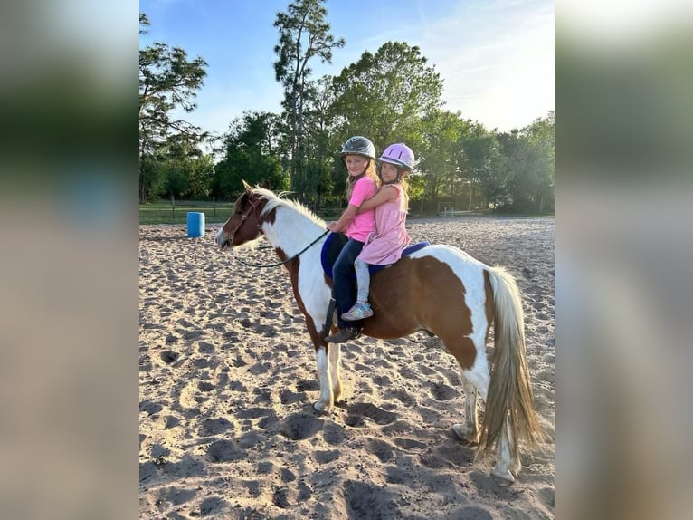 Quarter Pony Gelding 12 years 13 hh in Carthage, TX