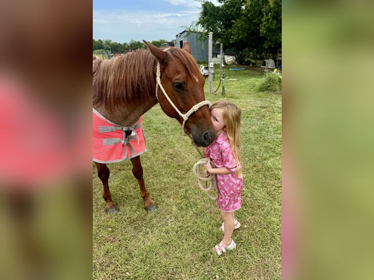 Quarter Pony Gelding 12 years 13,1 hh Roan-Red in Weatherford