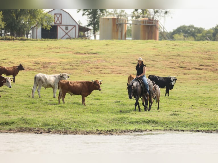 Quarter Pony Gelding 12 years 14 hh Roan-Blue in Joshua, TX
