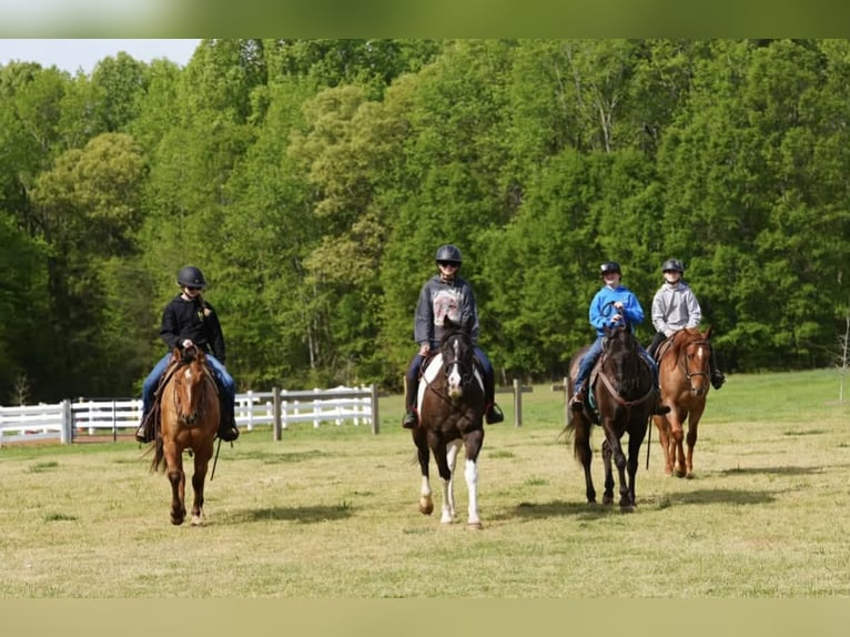 Quarter Pony Gelding 12 years Bay in Clover