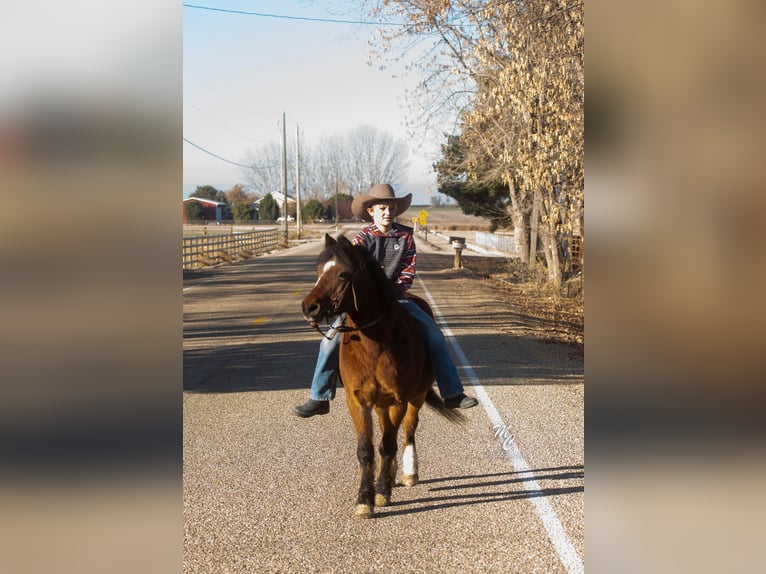 Quarter Pony Gelding 13 years 12 hh Bay in Caldwell, ID