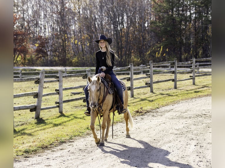 Quarter Pony Gelding 13 years 12 hh Palomino in Nevis, MN