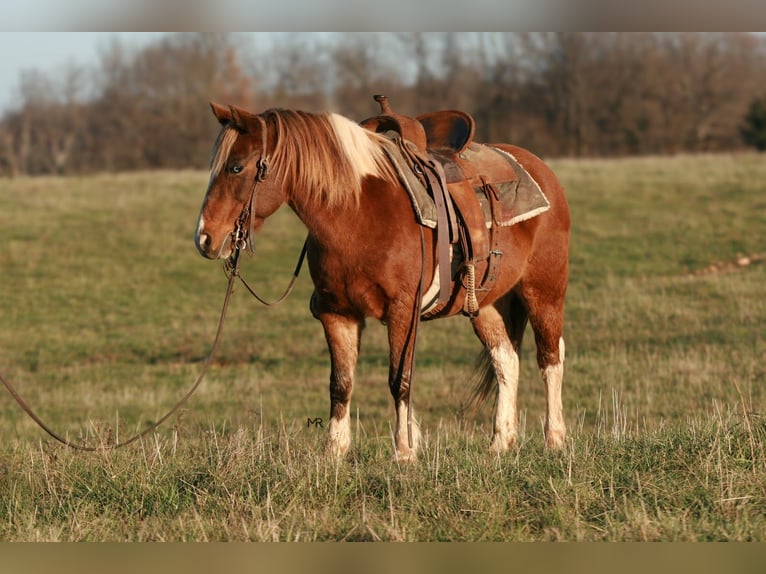 Quarter Pony Gelding 13 years 12 hh Pinto in Verona