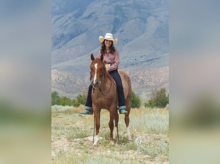 Quarter Pony Gelding 13 years 13,1 hh Roan-Red in Cody, WY