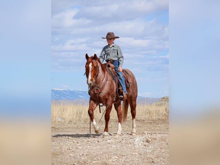 Quarter Pony Gelding 13 years 13,1 hh Roan-Red in Cody, WY