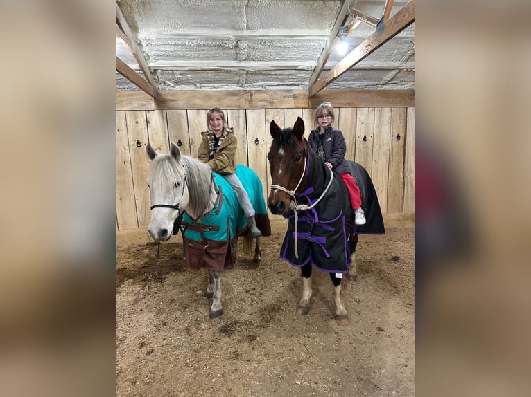 Quarter Pony Mix Gelding 13 years 13,2 hh Pinto in Valley Springs