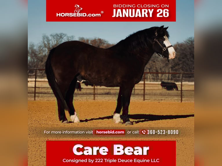 Quarter Pony Gelding 13 years 13.3 hh Black in Cisco