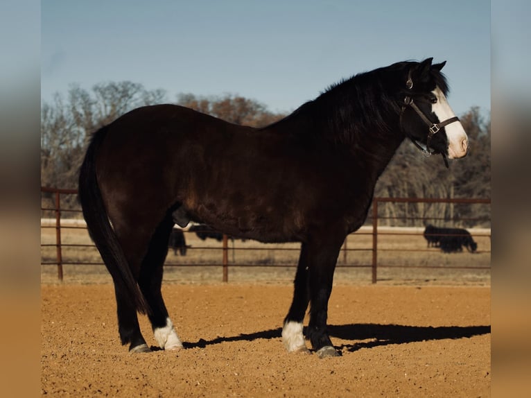Quarter Pony Gelding 13 years 13.3 hh Black in Cisco