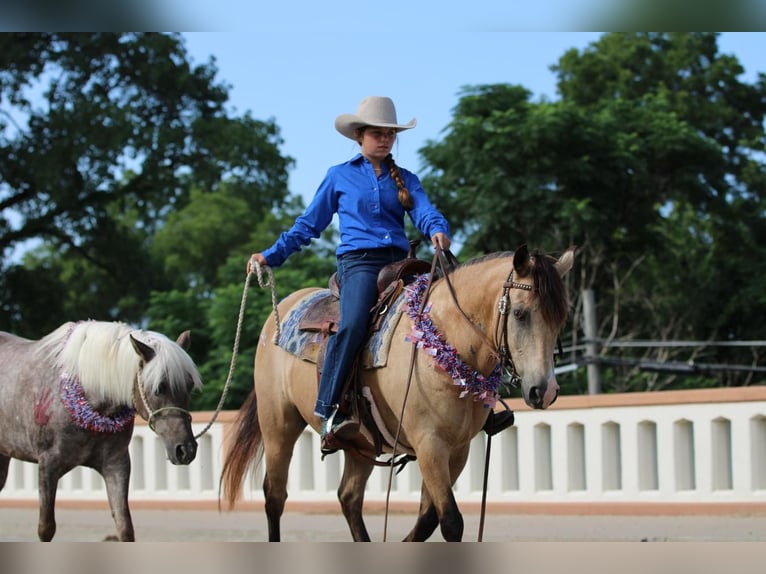 Quarter Pony Gelding 13 years 13,3 hh Buckskin in Stephenville, TX