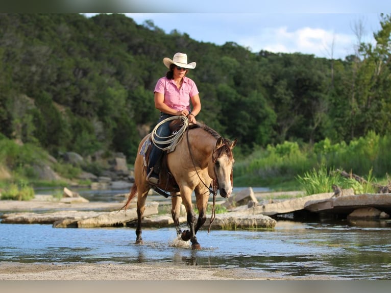 Quarter Pony Gelding 13 years 13,3 hh Buckskin in Stephenville, TX