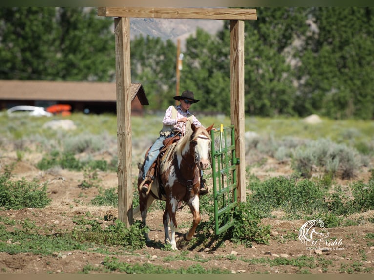 Quarter Pony Gelding 13 years 13,2 hh Sorrel in Cody