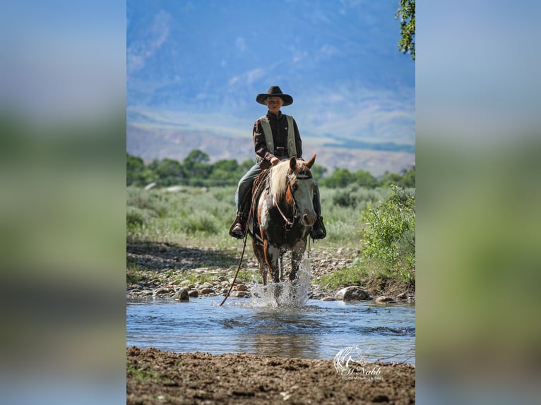 Quarter Pony Gelding 13 years 13,2 hh Sorrel in Cody